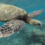 Ocean-animal-extinction-help-turtle (1)